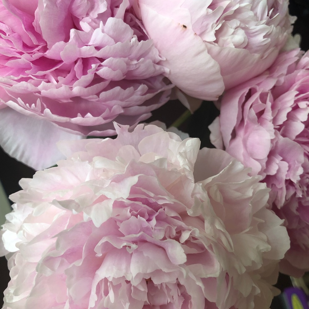 Meet your Posher, Rebecca